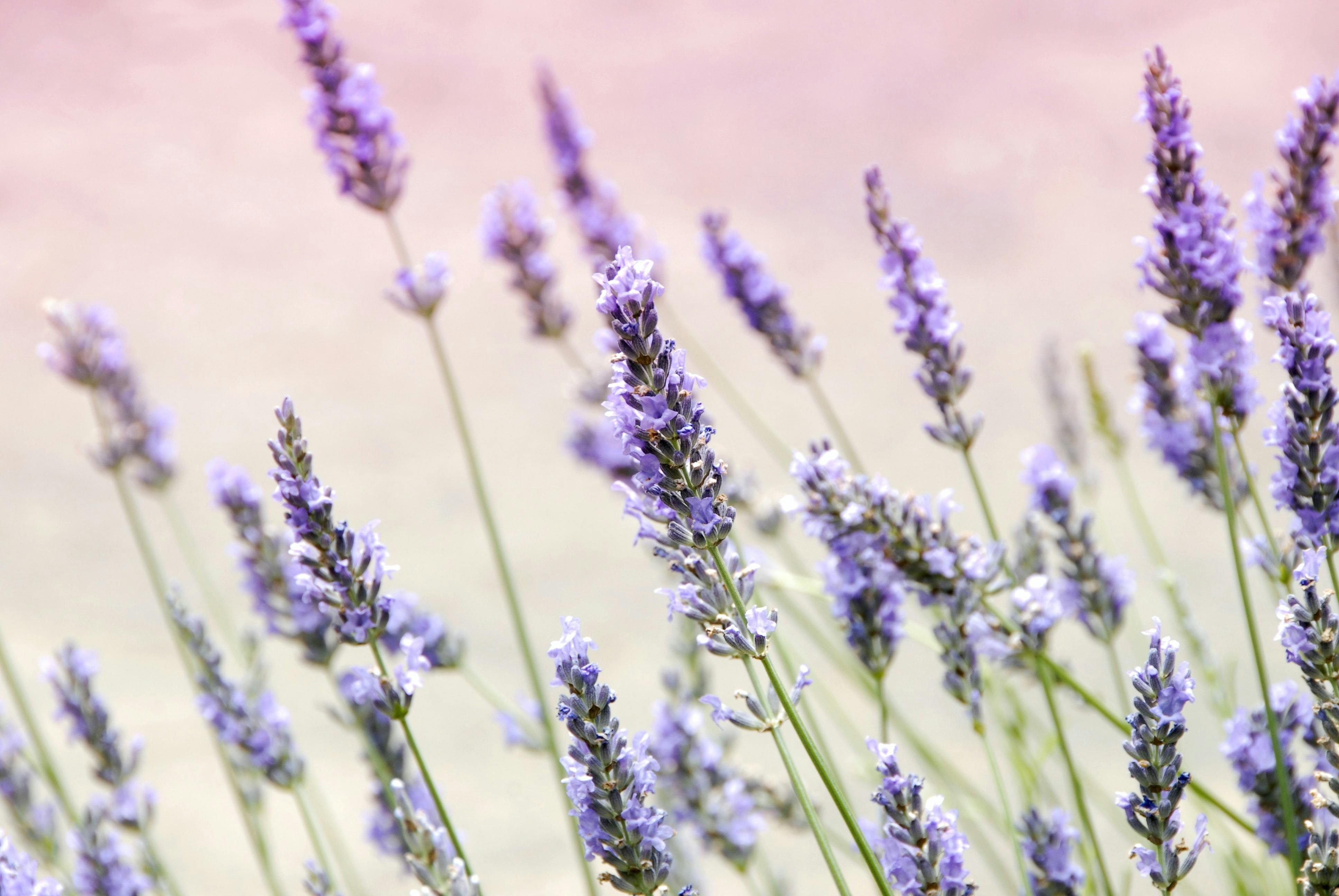 Rustique Lavender Farm