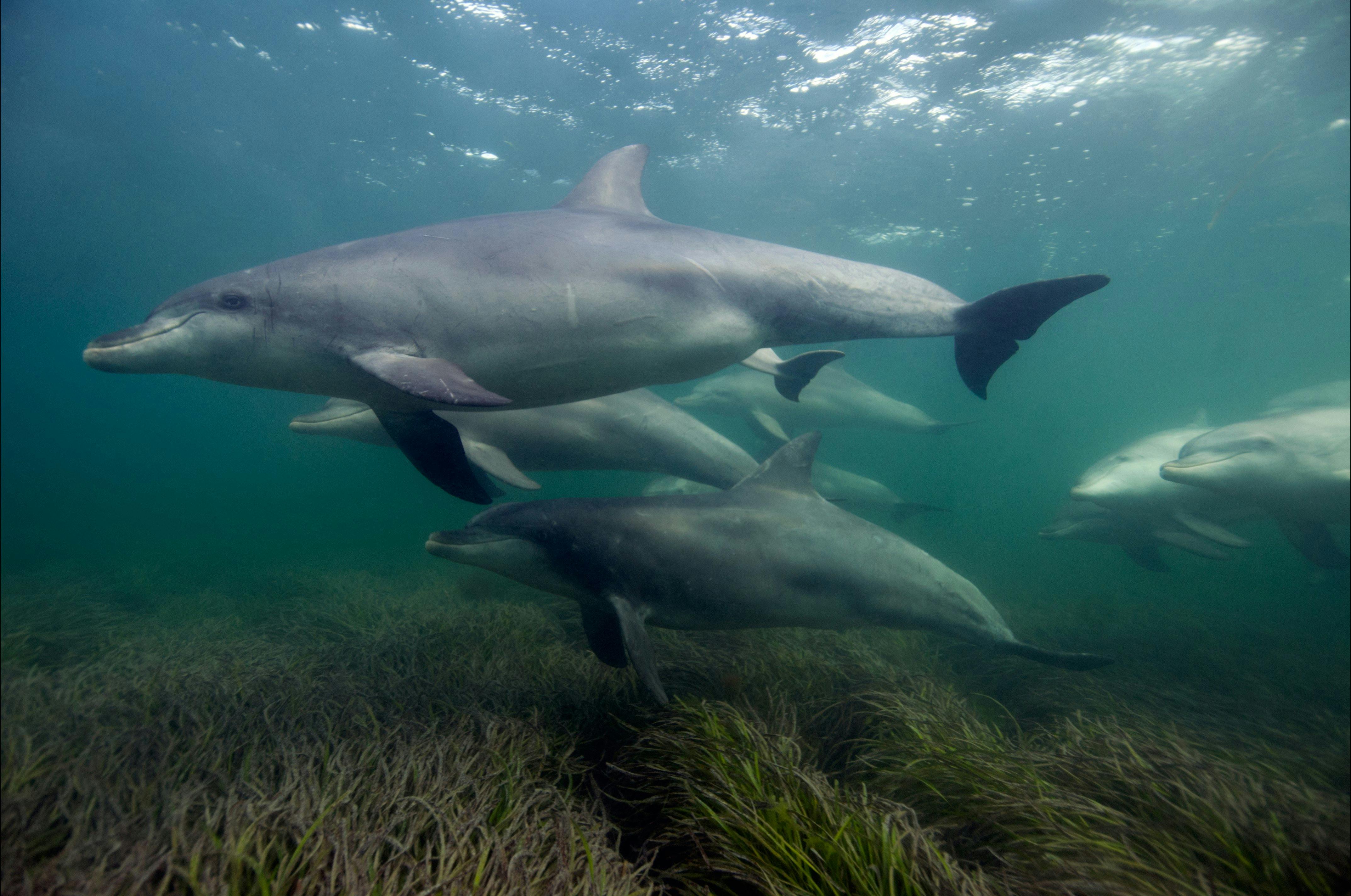 Swimming with dolphins at Baird Bay is part of the experience