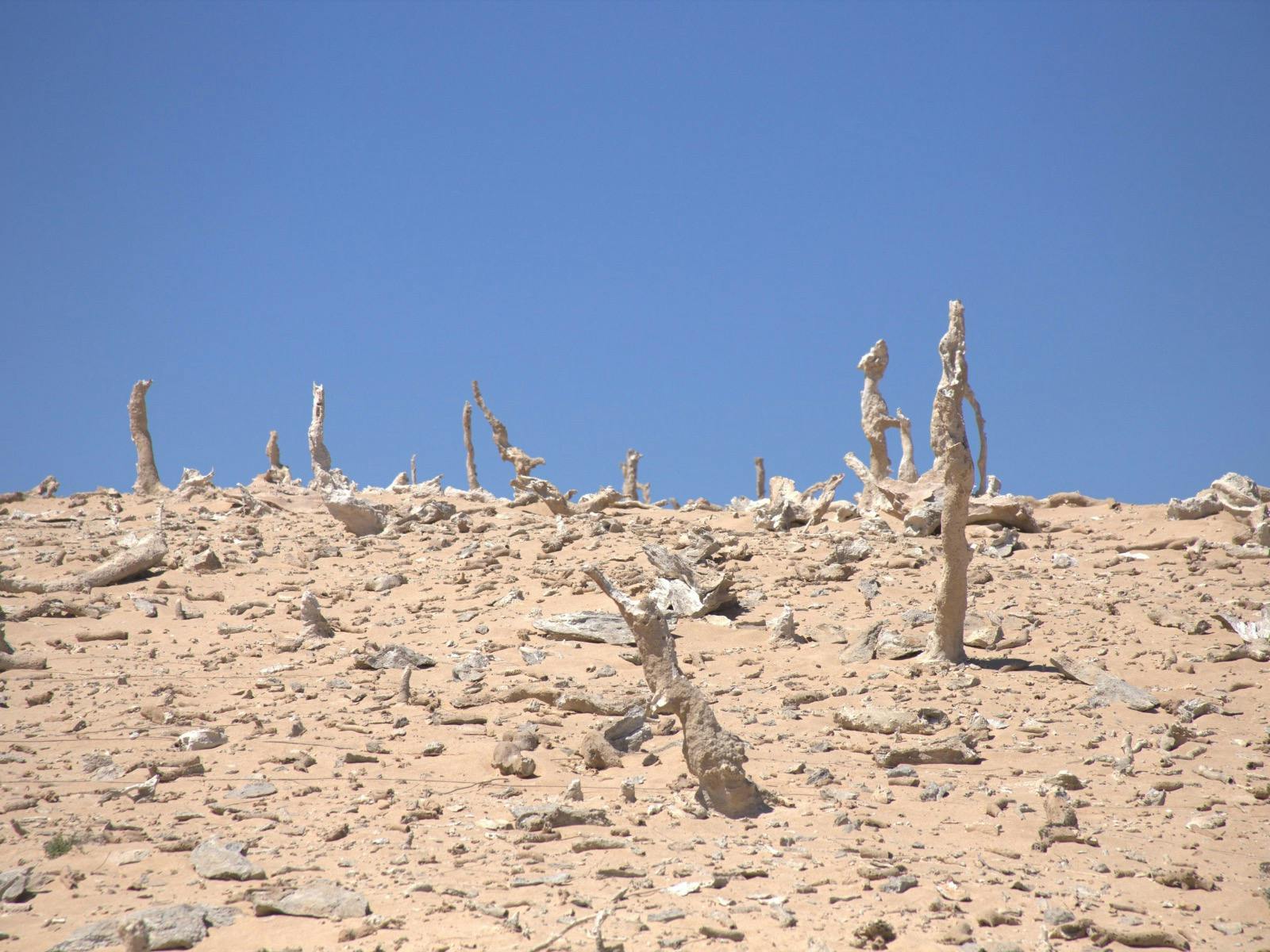 Calcified Forest Track, King Island