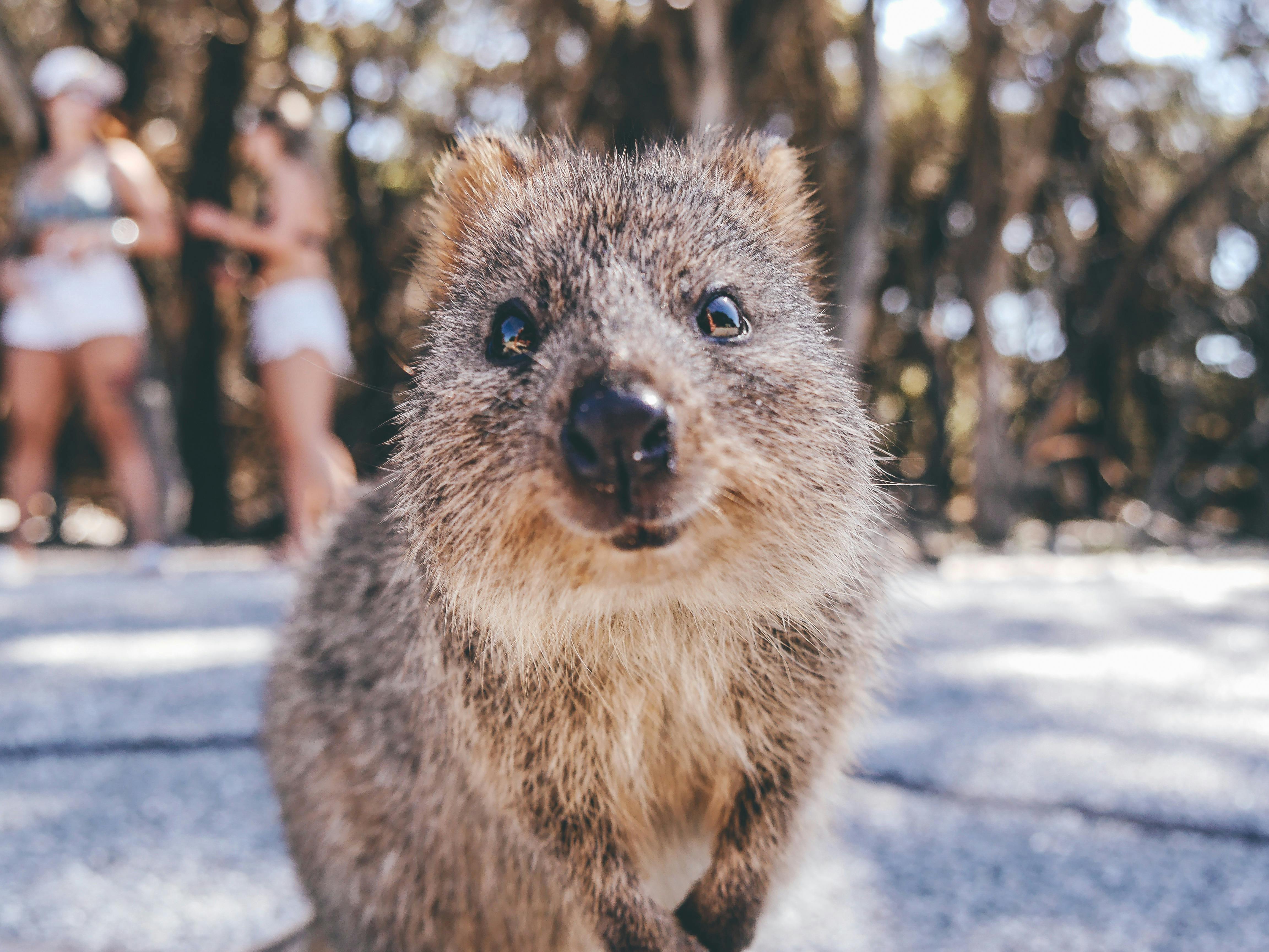 rottnest island quokka boat
