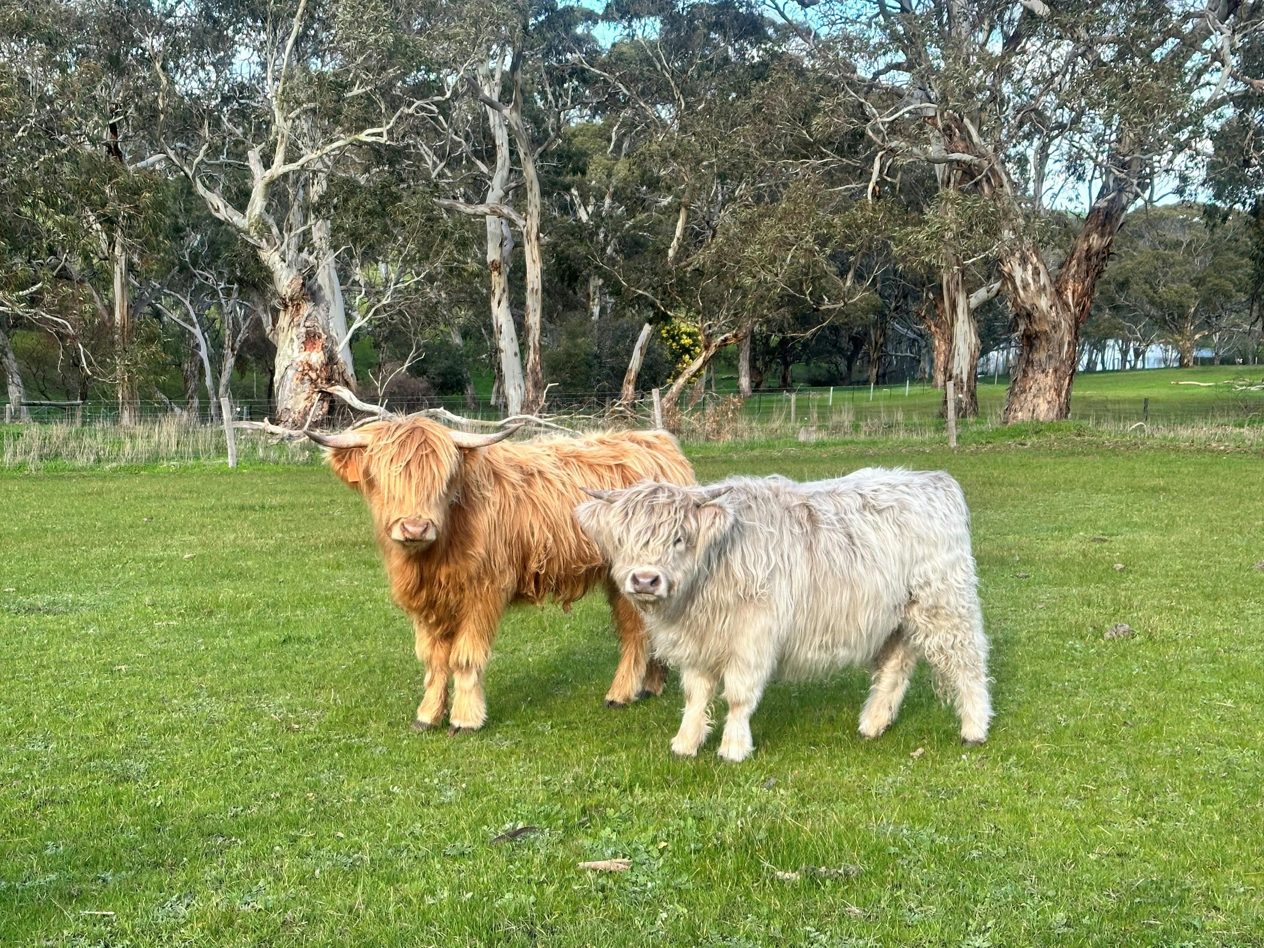 Two of our beautiful Highland Cattle