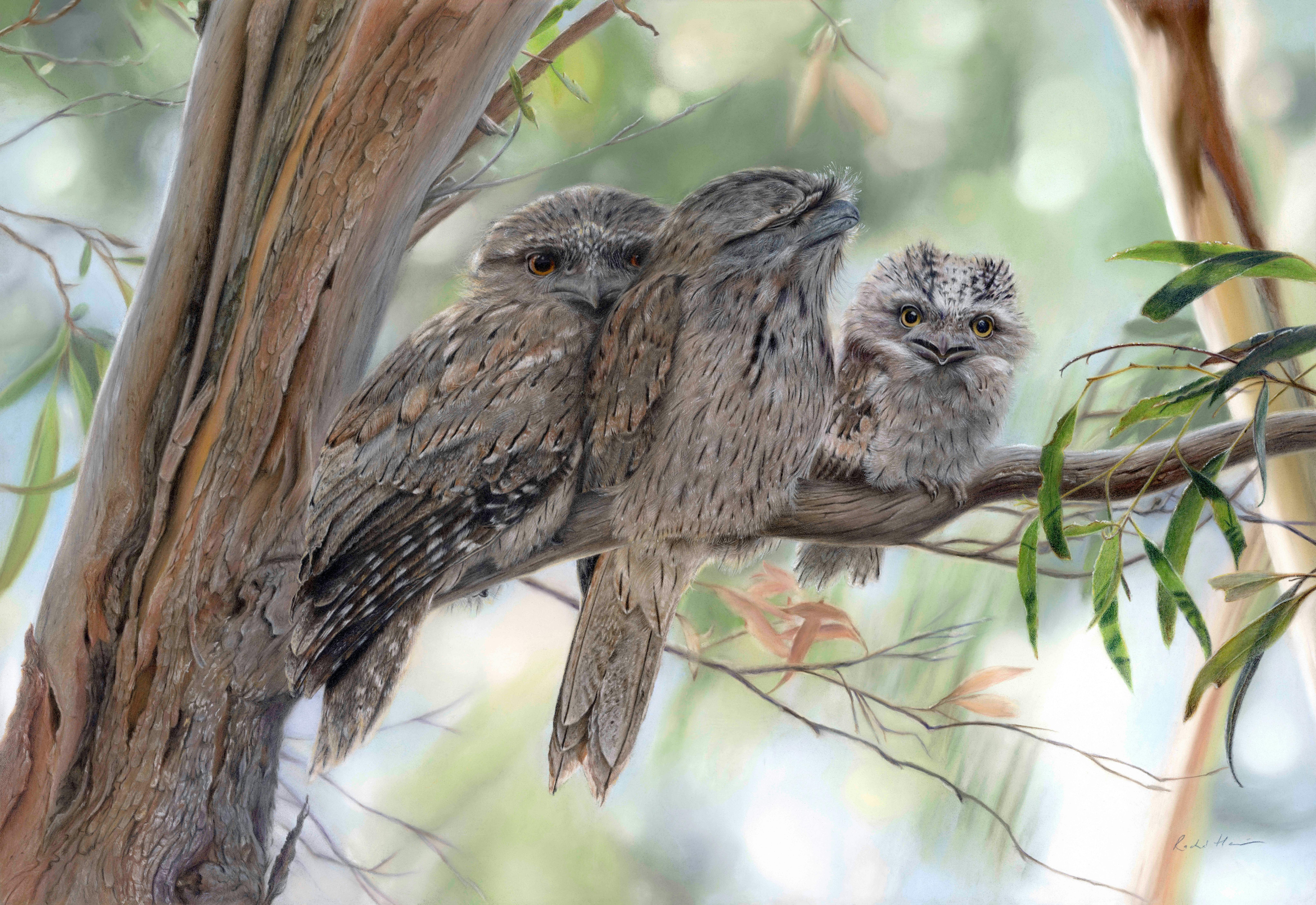 Coloured pencil drawing of 3 tawny frogmouth owls