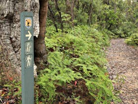 Izzards Lookout Track