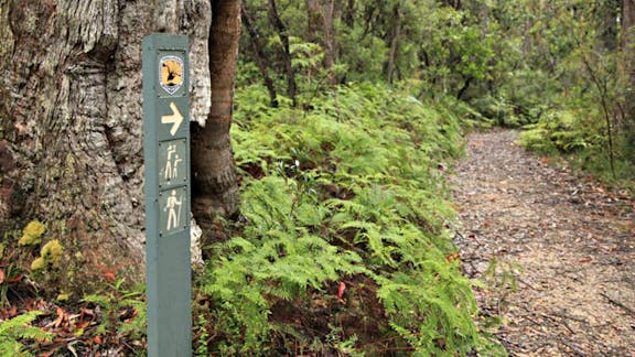 Izzards Lookout Track