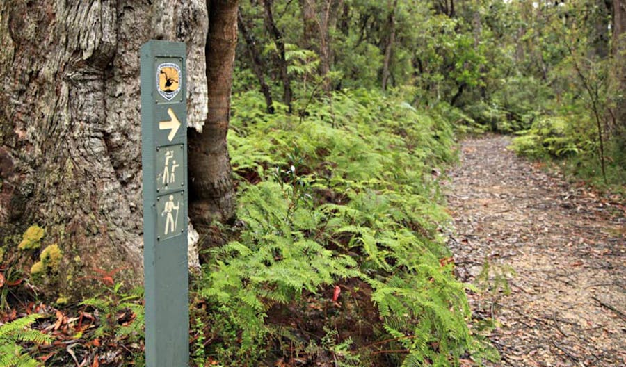 Izzards Lookout Track, Budderoo National Park. Photo: Andy Richards