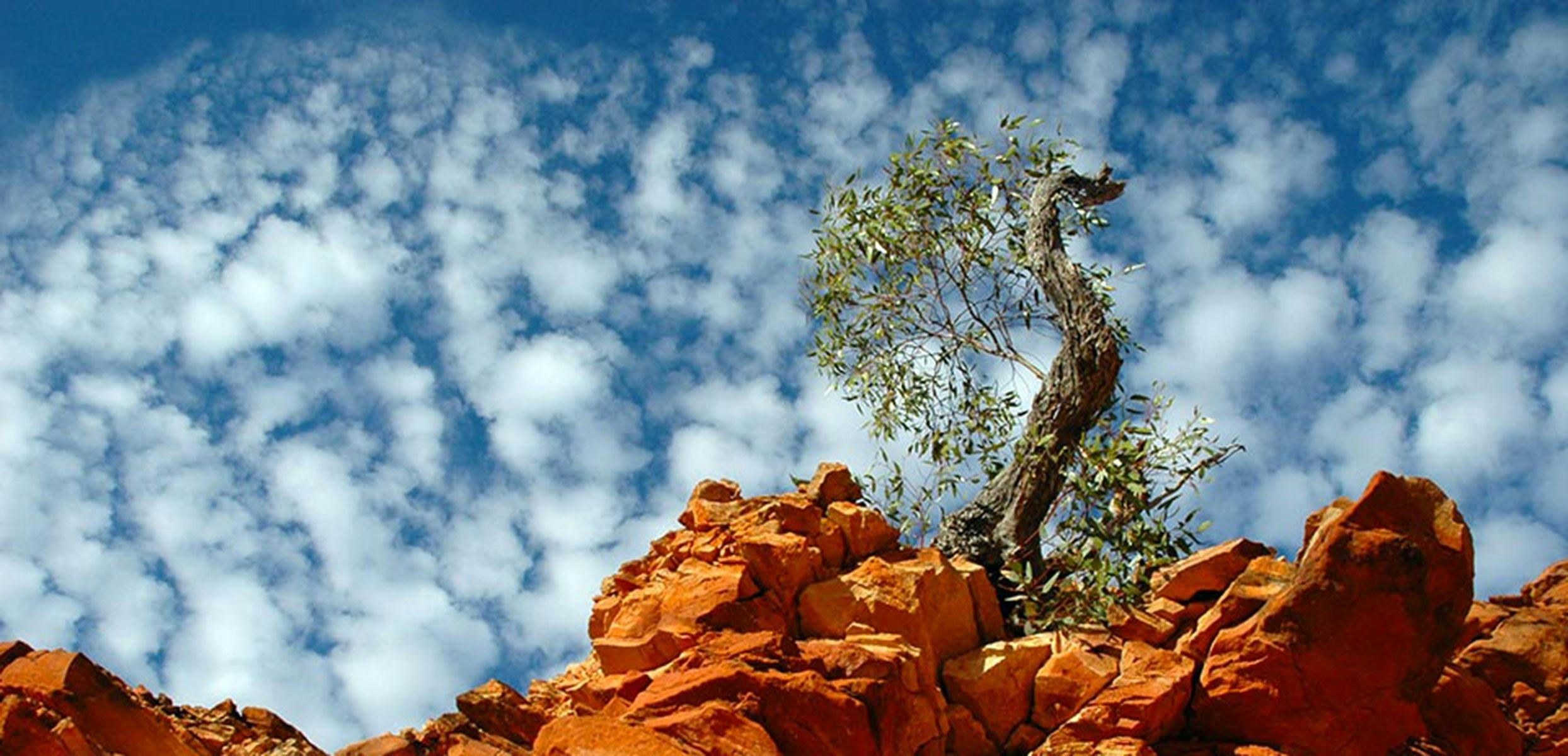 Desert Tree clings for life in the Great Victoria Desert