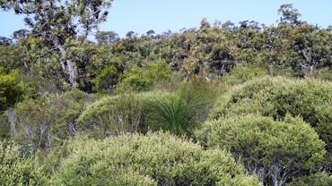 Pine Ridge Conservation Park