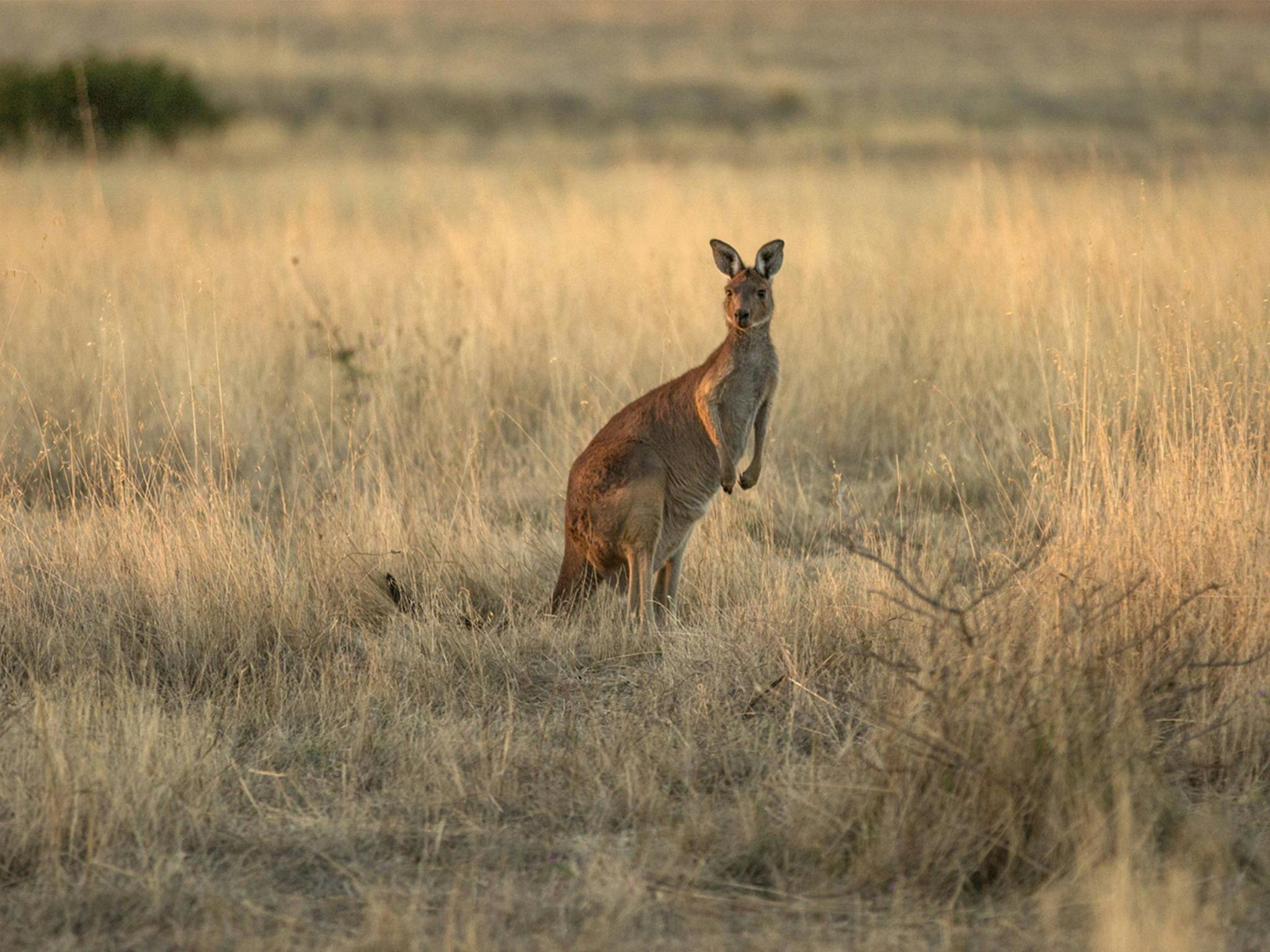 a kangaroo in the field watches the photographer