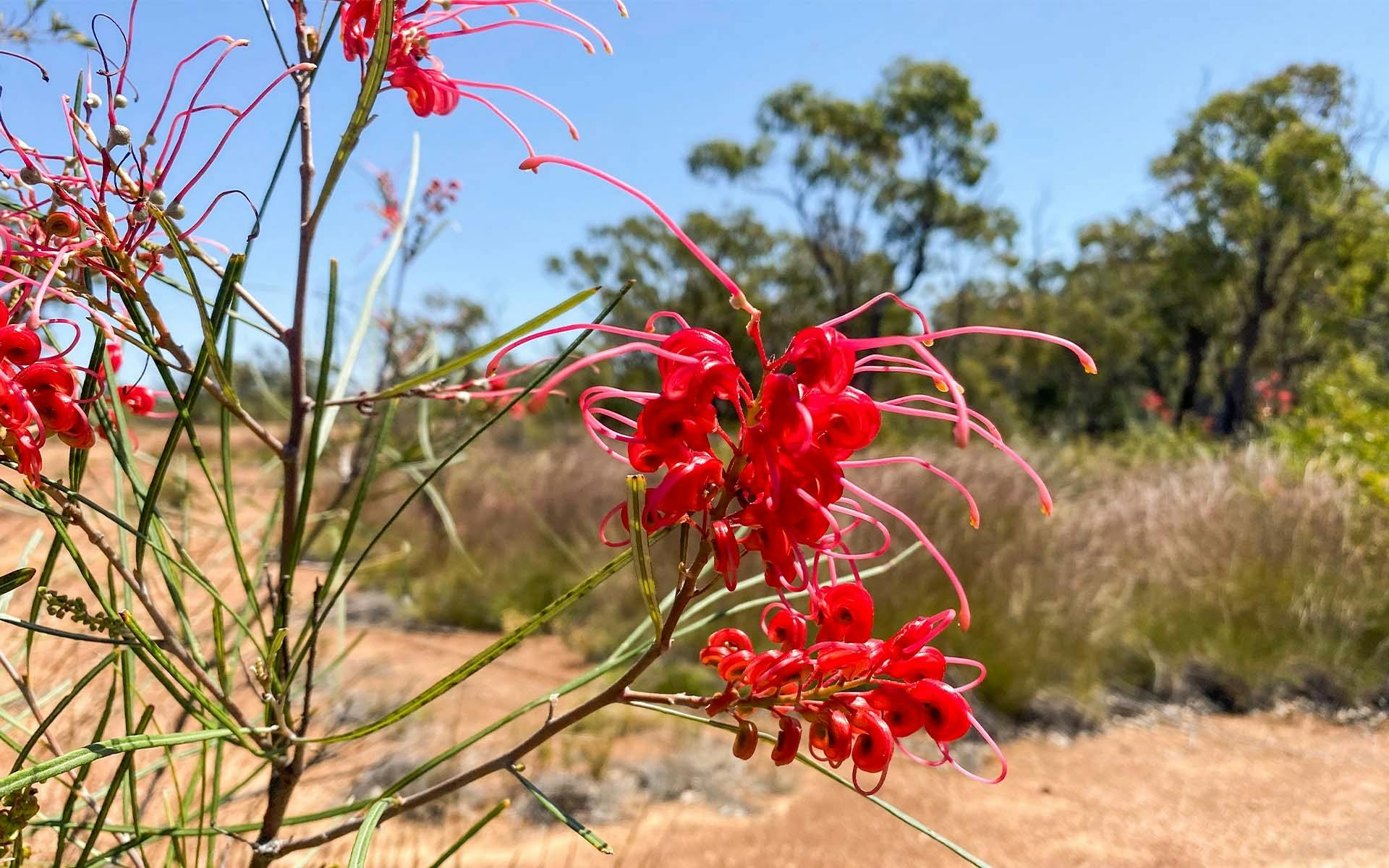 A closeup of a red flower native to the region