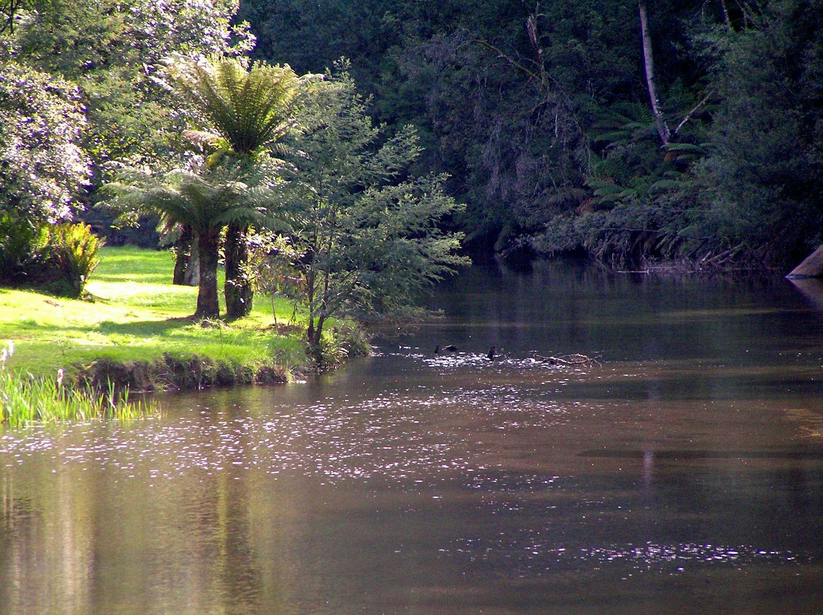 Fern Glade Reserve