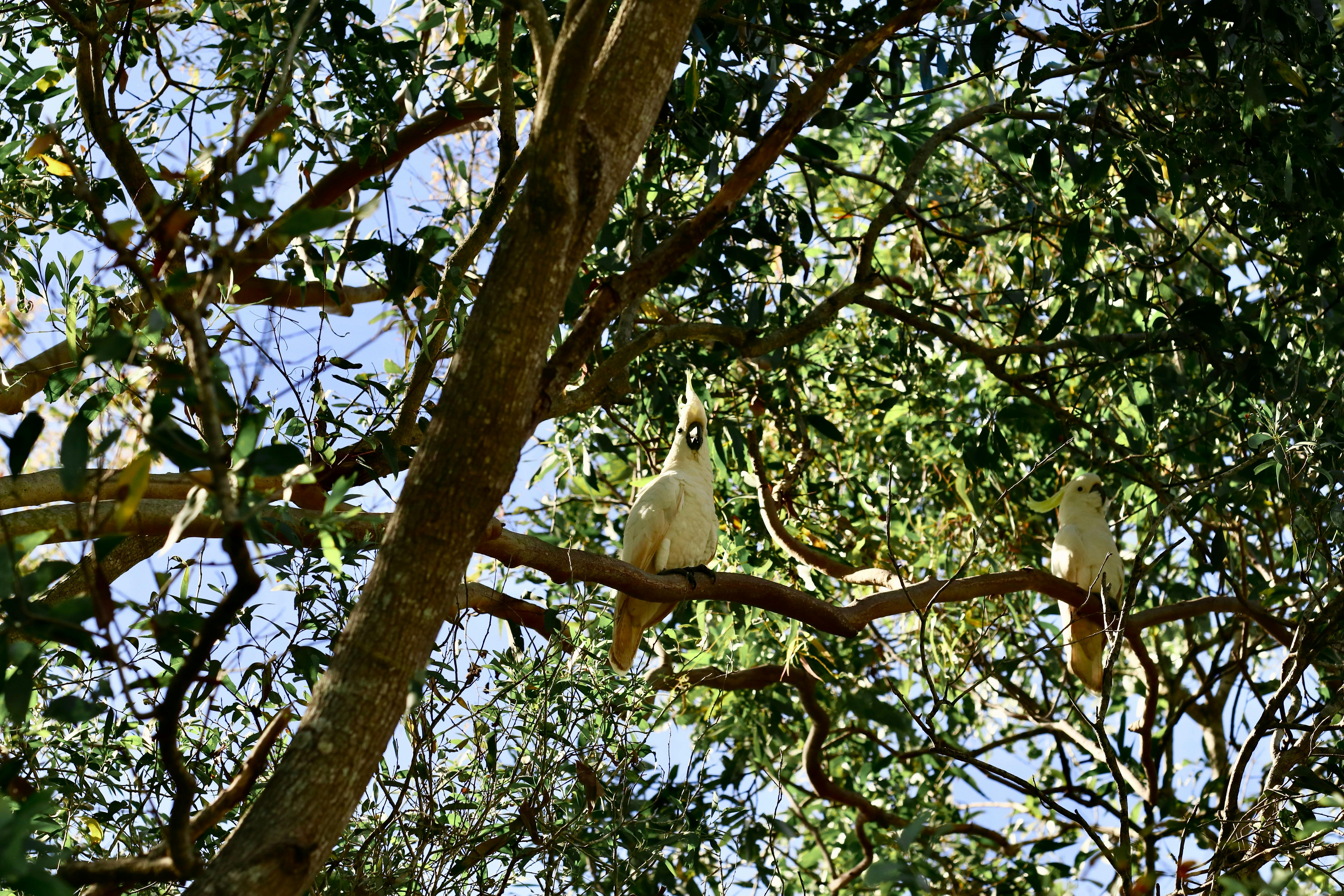 2 Sulphur Crested Cockatoo sitting high up in a tree