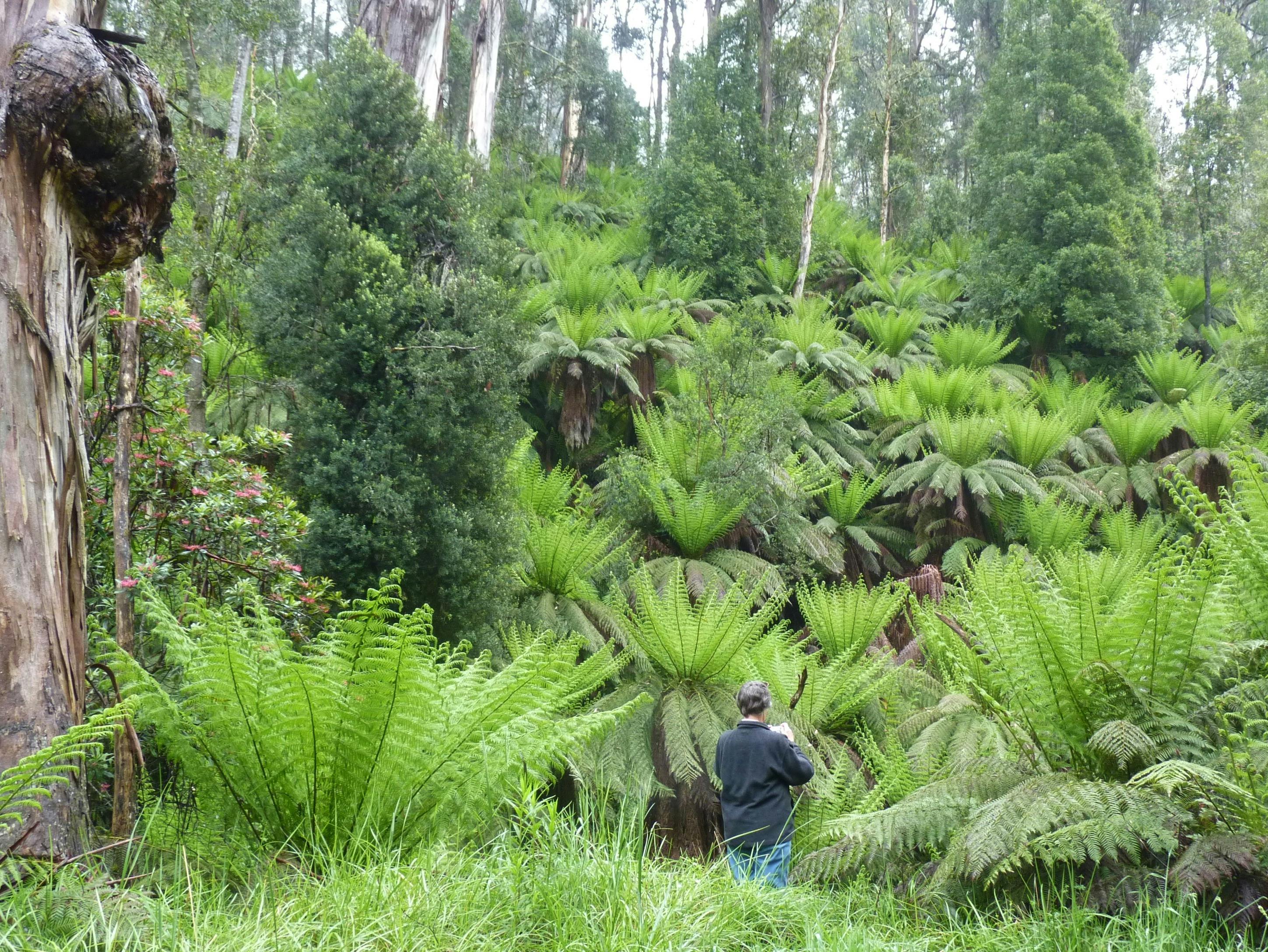 Gippsland High Country Tours