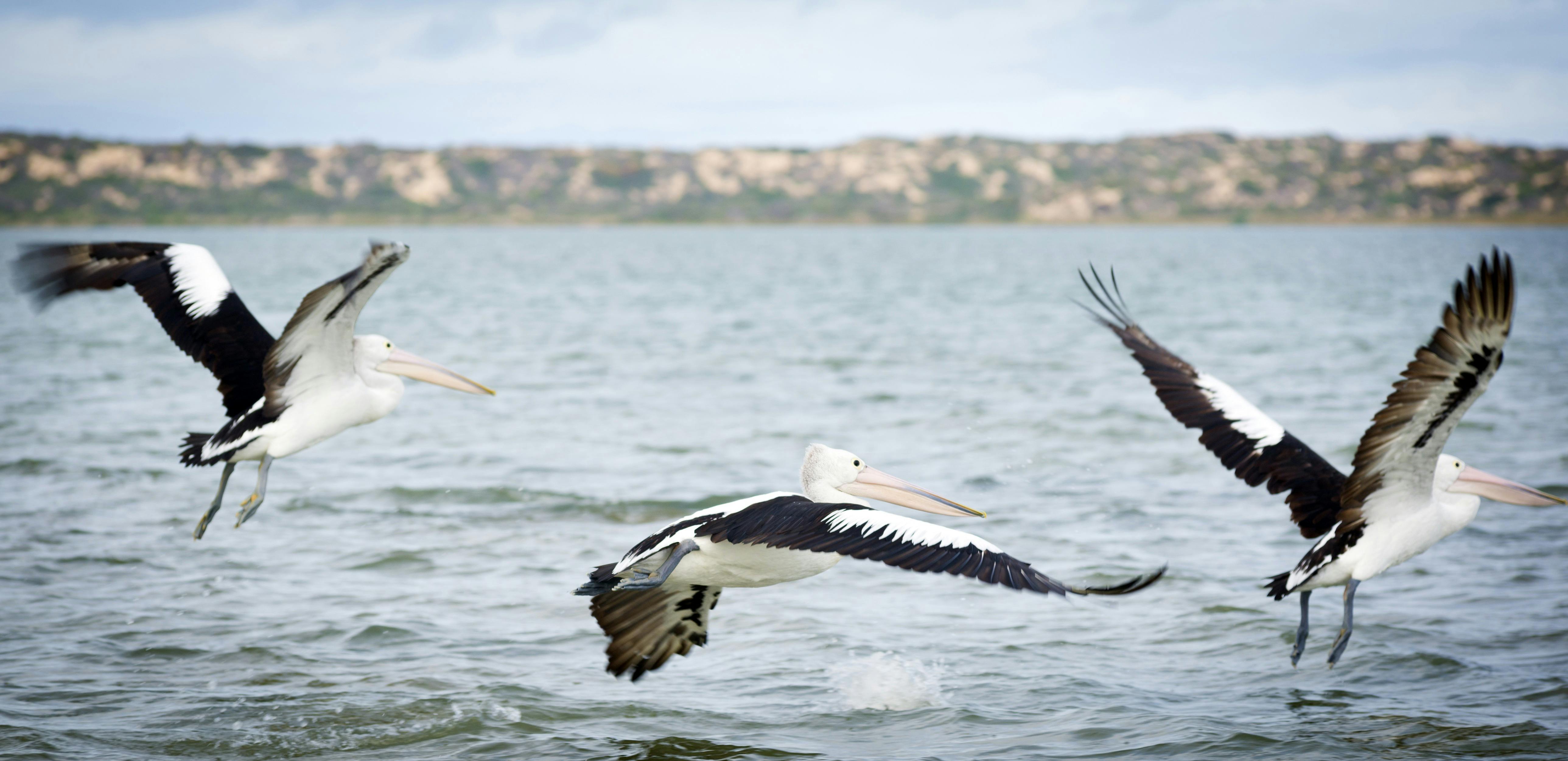 Cruise the Coorong