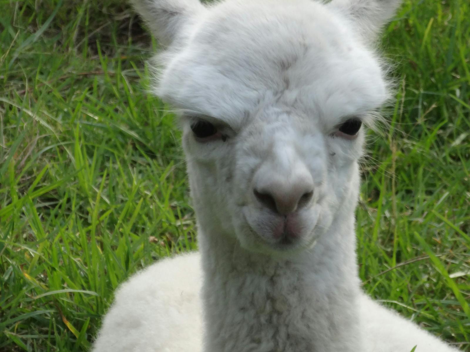 Image for Alpaca Experience 3pm Daily