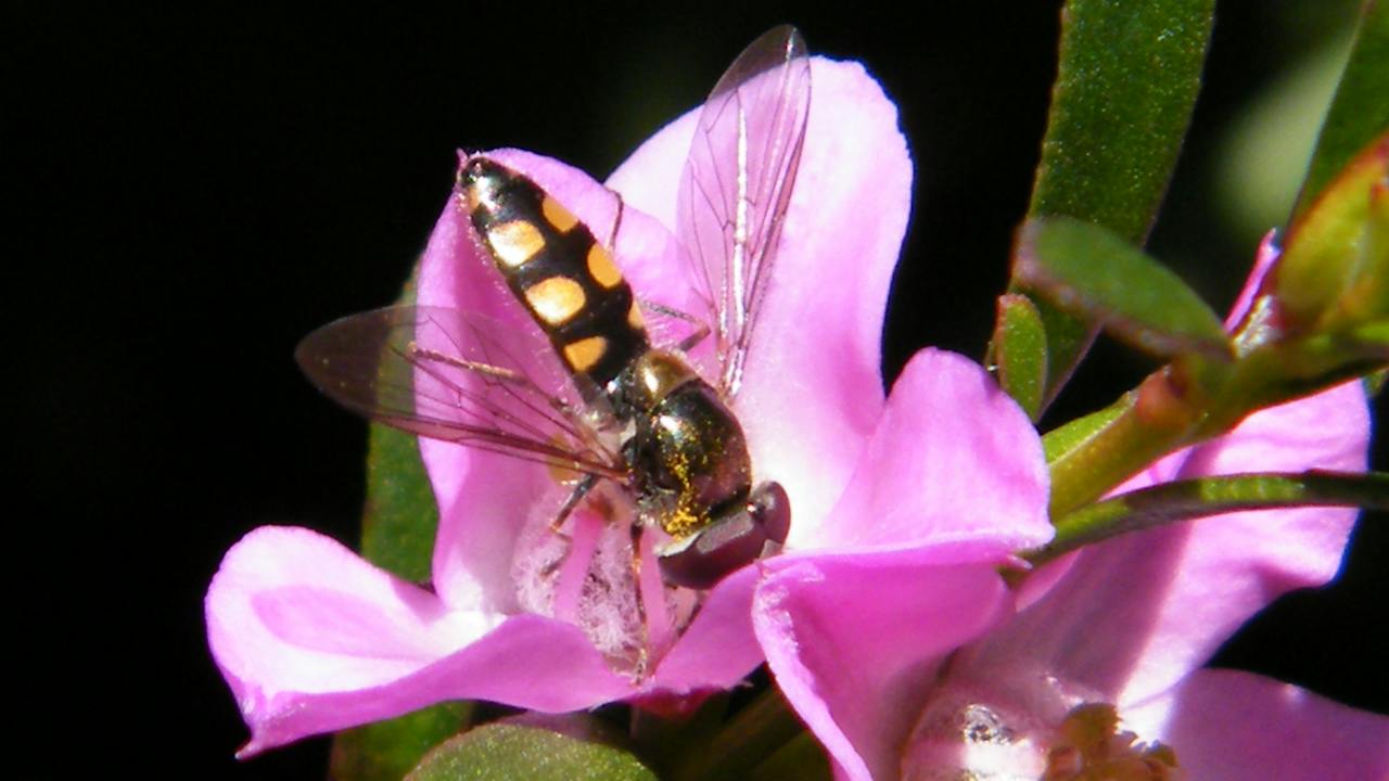 Use a native plant to attract bees to your garden