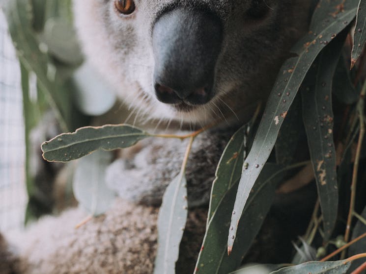 Gunnedah Koala