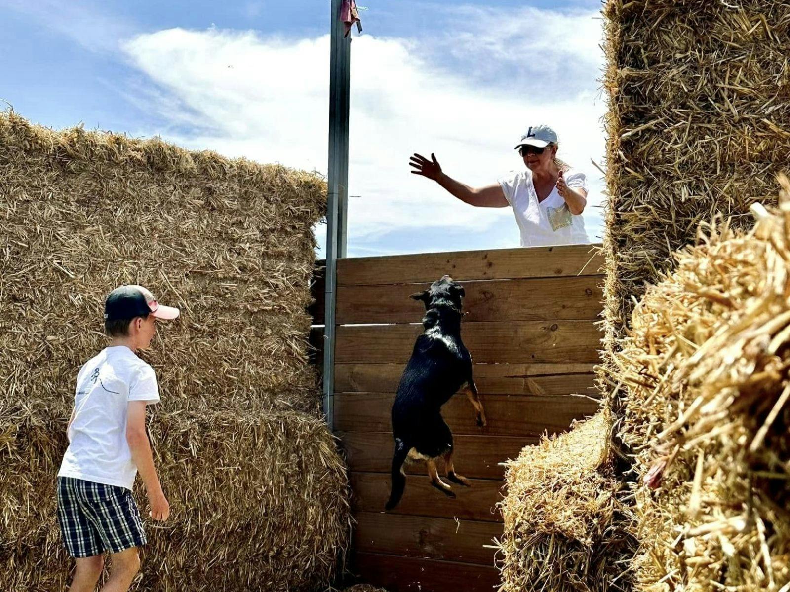 Dog jump trials