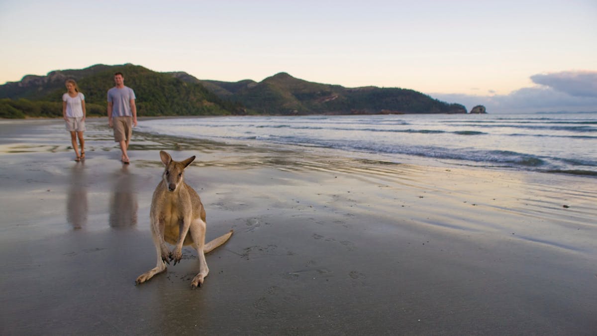 People and wallabies on beach