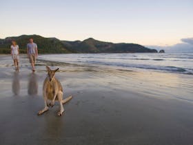 People and wallabies on beach