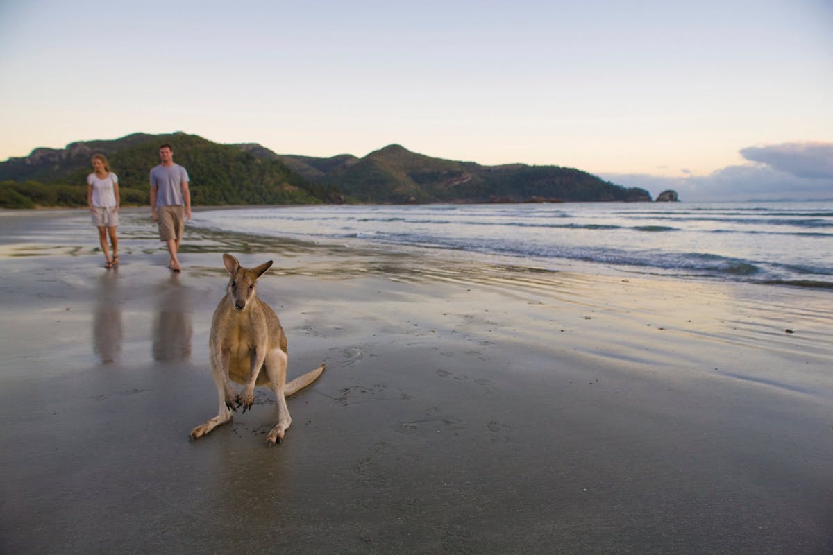 People and wallabies on beach