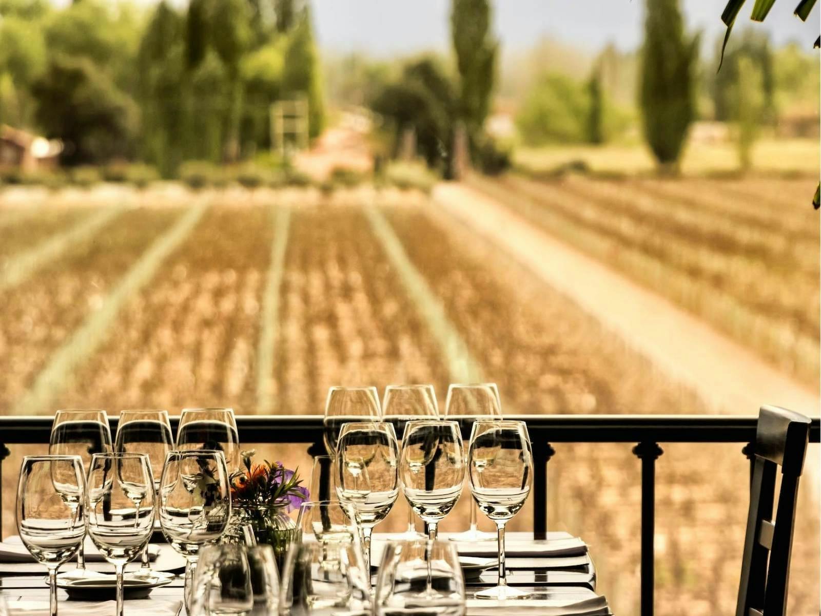 Vineyard tasting