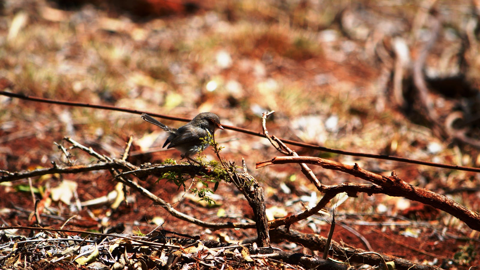 Birdwatching in the South Burnett