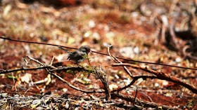 Birdwatching in the South Burnett