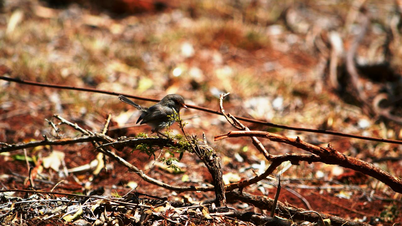 Baby Wren
