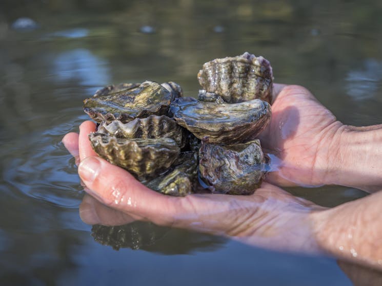 Tathra Oysters