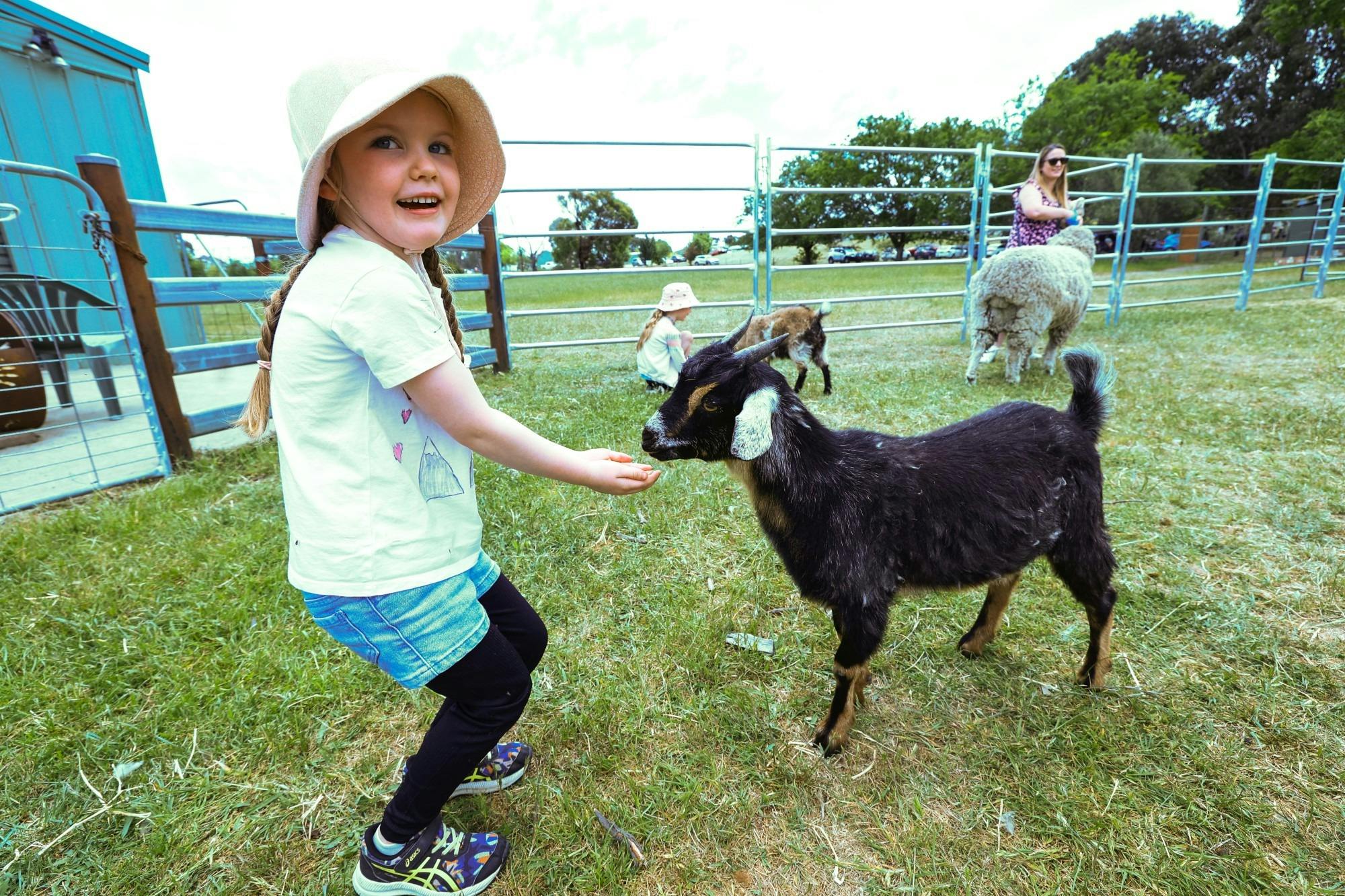 Girl feeding goat