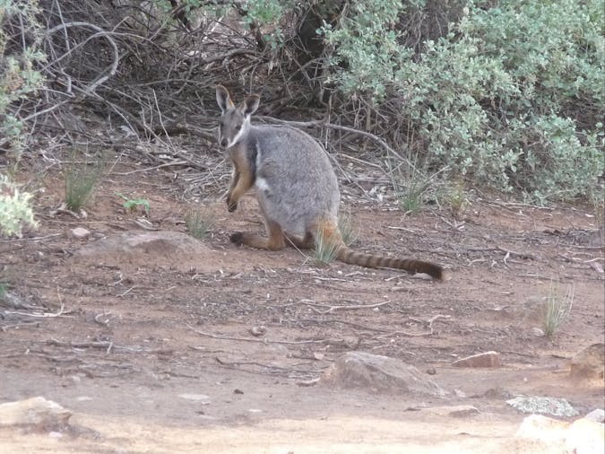 4WD Aussie Swagabout Tours Flinders Ranges
