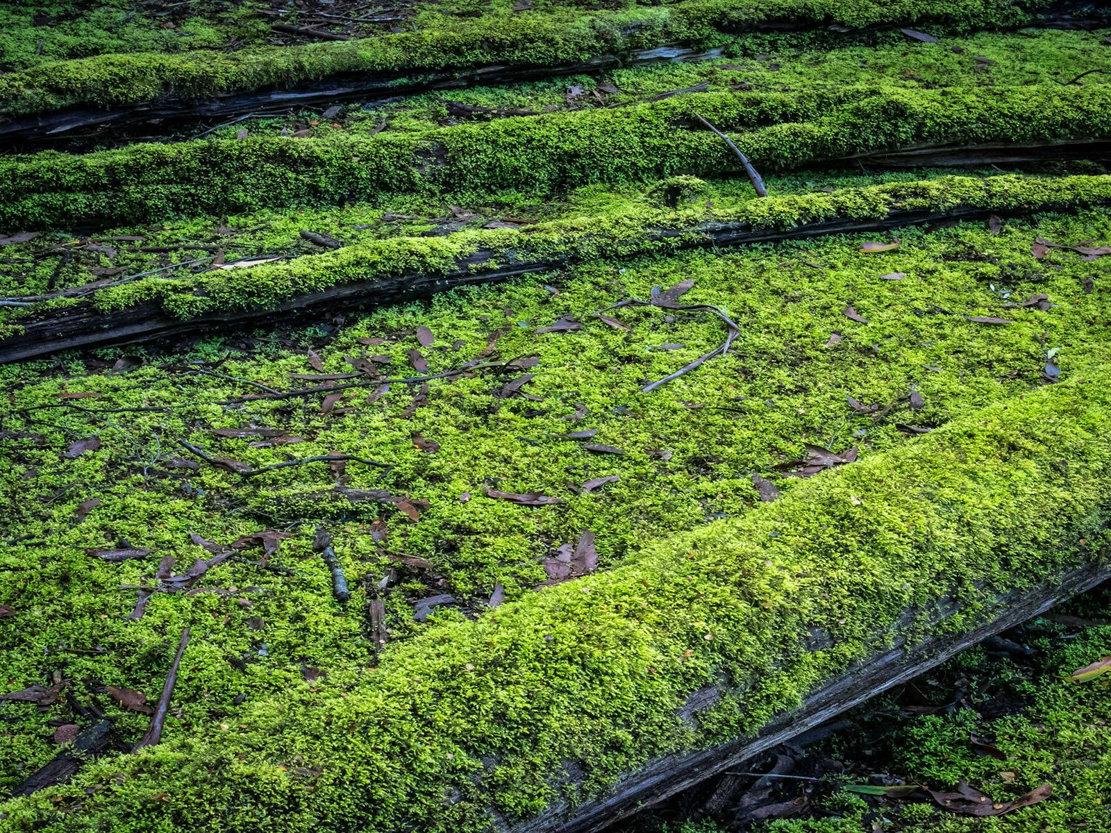 View of mossy logs