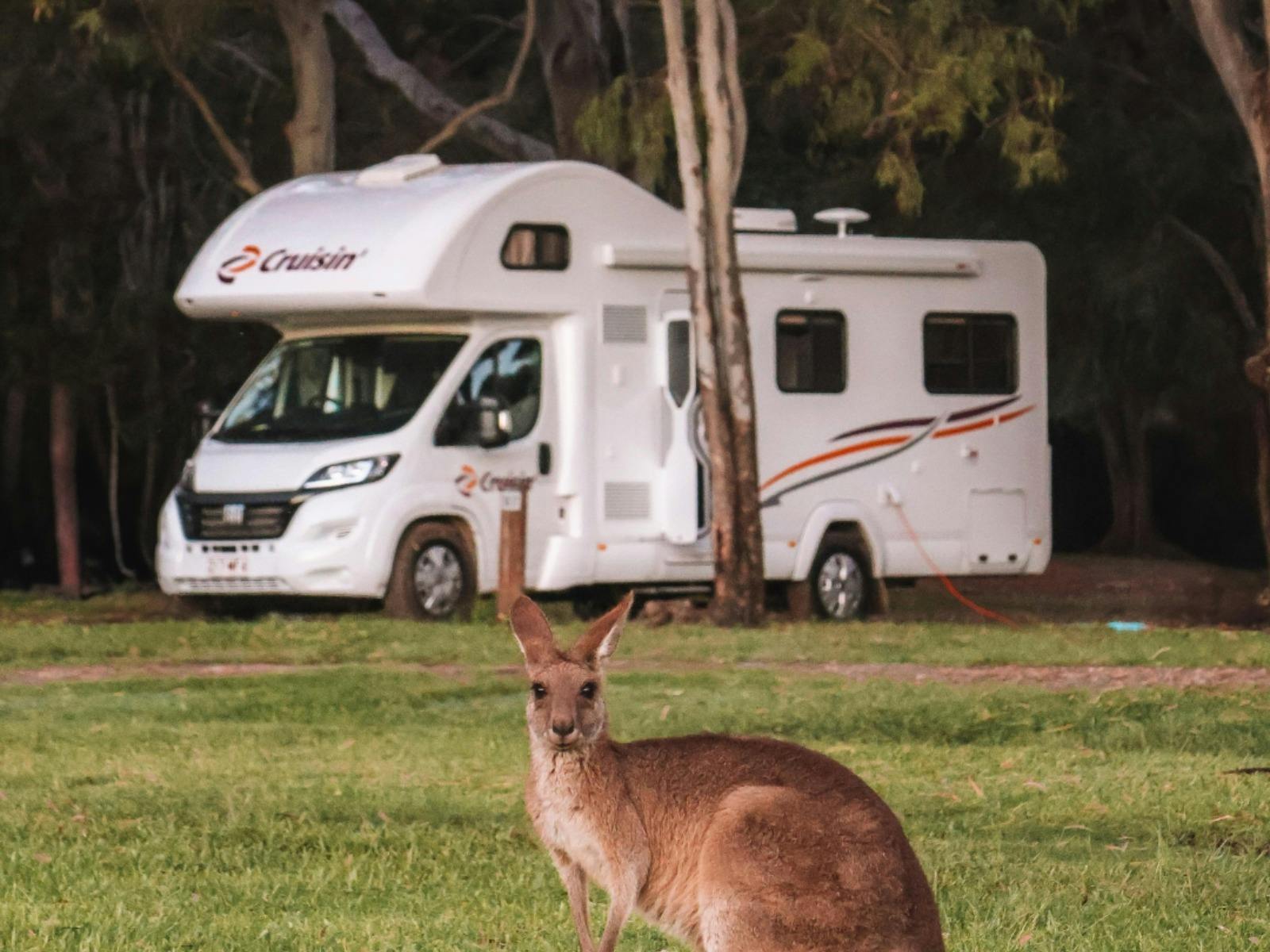 Kangaroo spotting and vehicle in the background