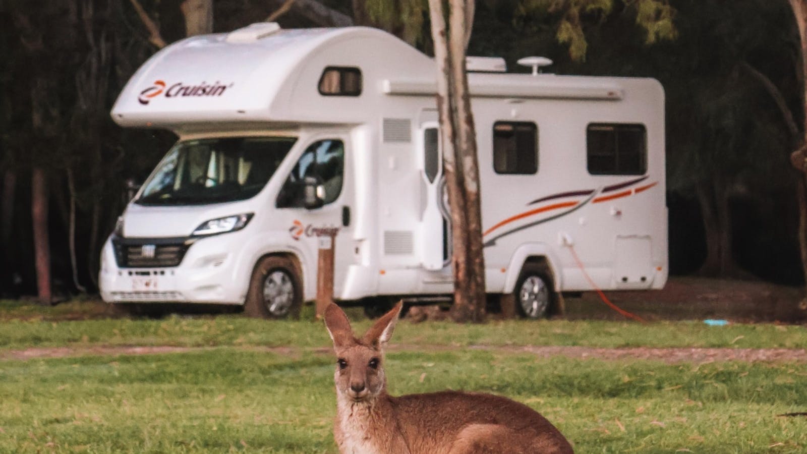 Cruisin' 6-berth Deluxe & Kangaroo