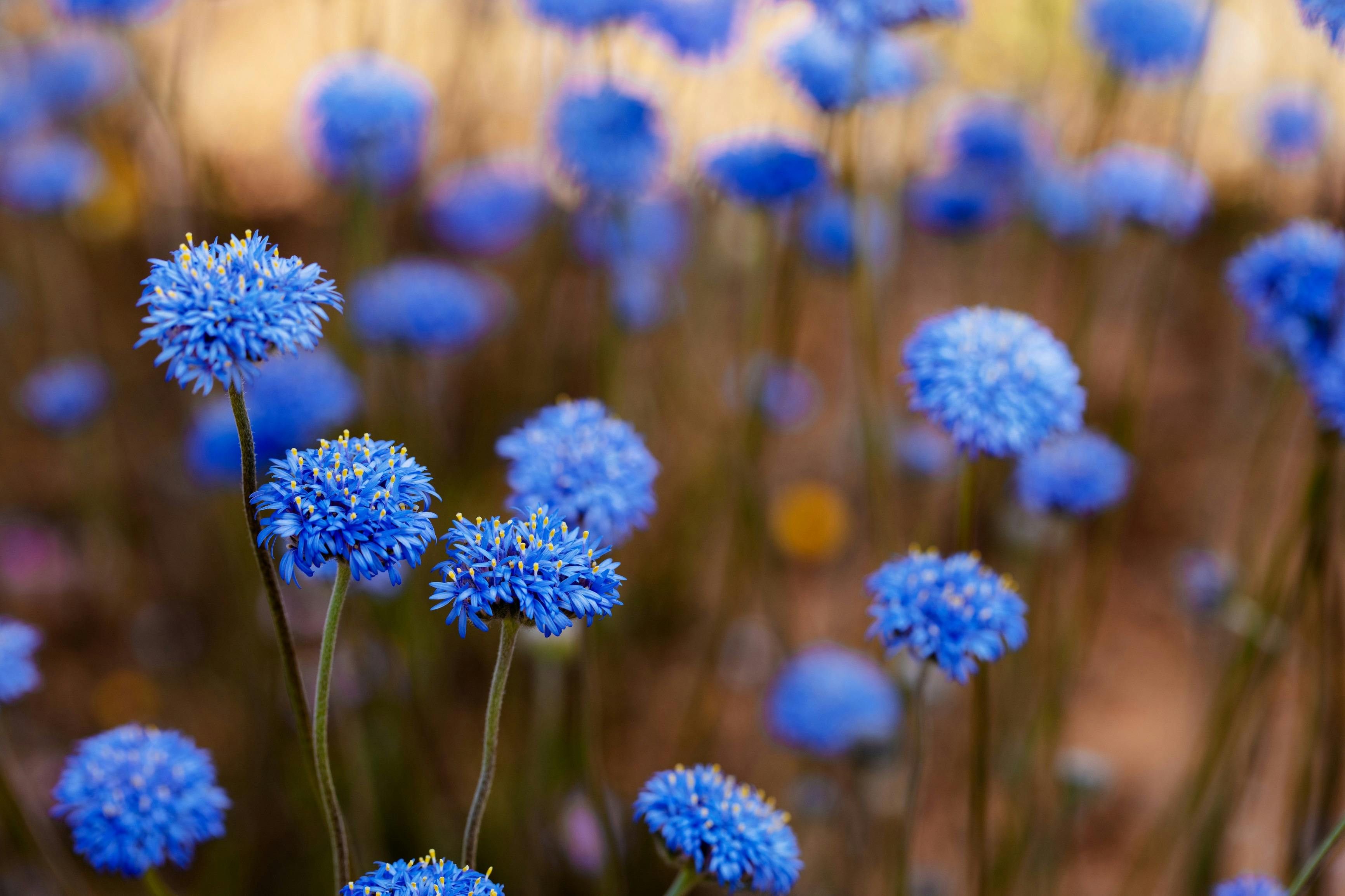 Wildflowers, Mullewa