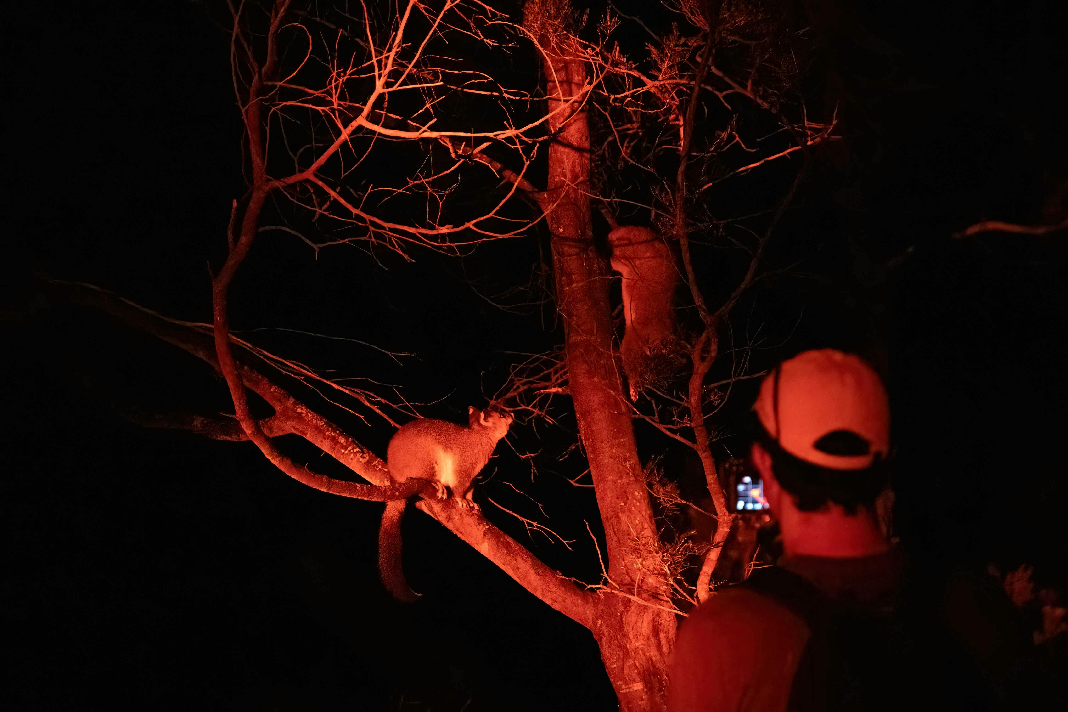 Spotlighting nocturnal wildlife on the Sydney Wildlife Safari - Sydney Bespoke Tours