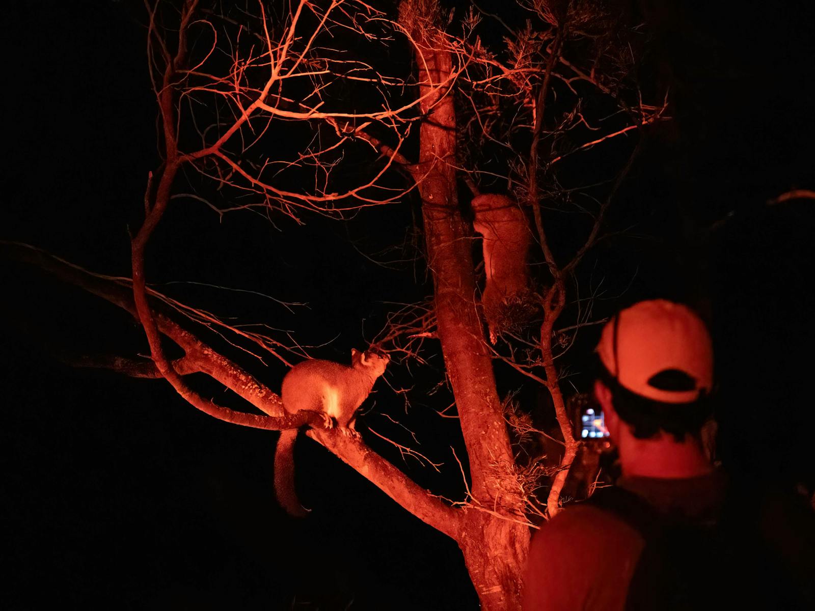 Spotlighting nocturnal wildlife on the Sydney Wildlife Safari - Sydney Bespoke Tours
