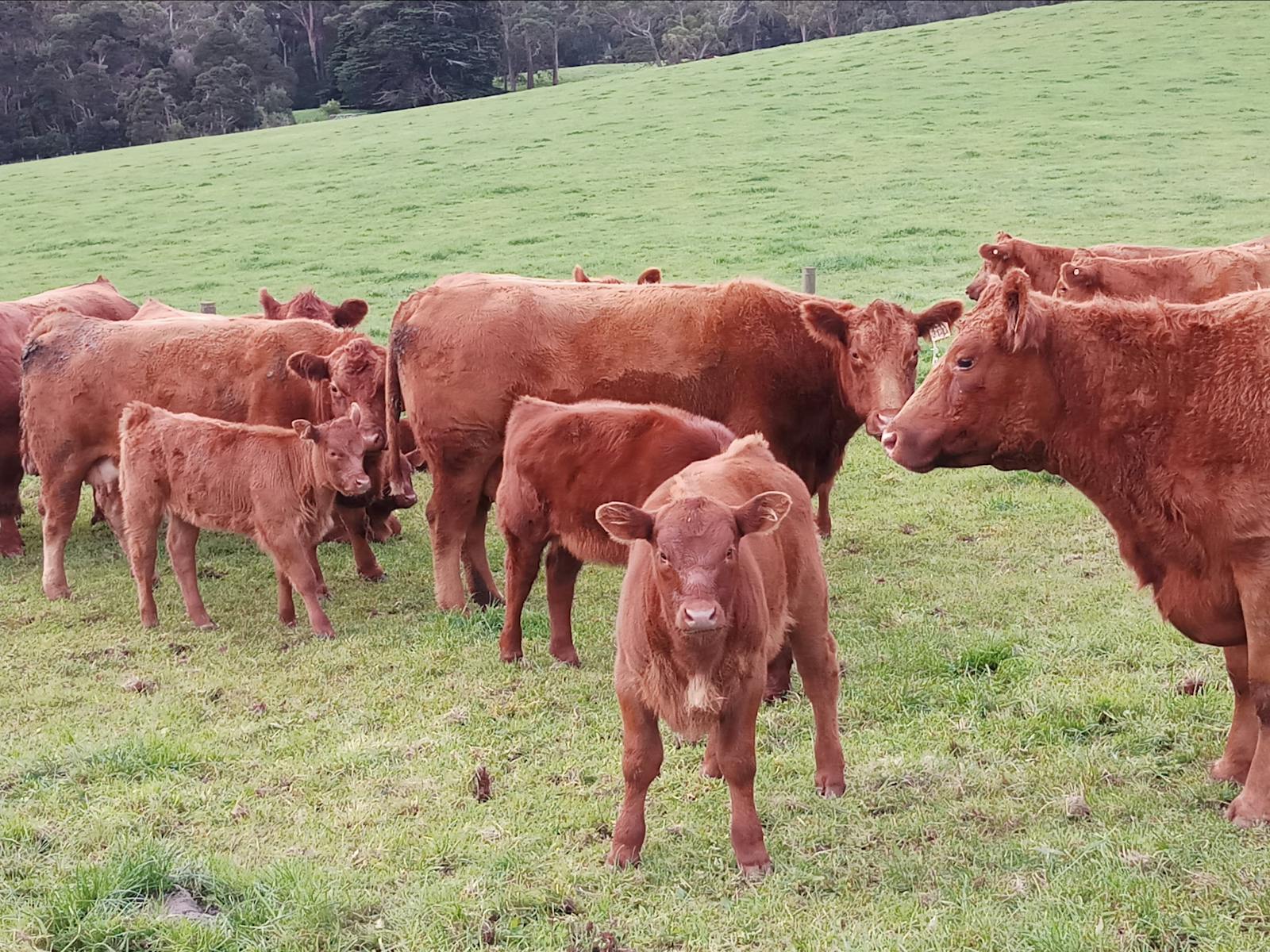 Red Angus farm breed cattle