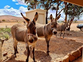 Meet the donkeys