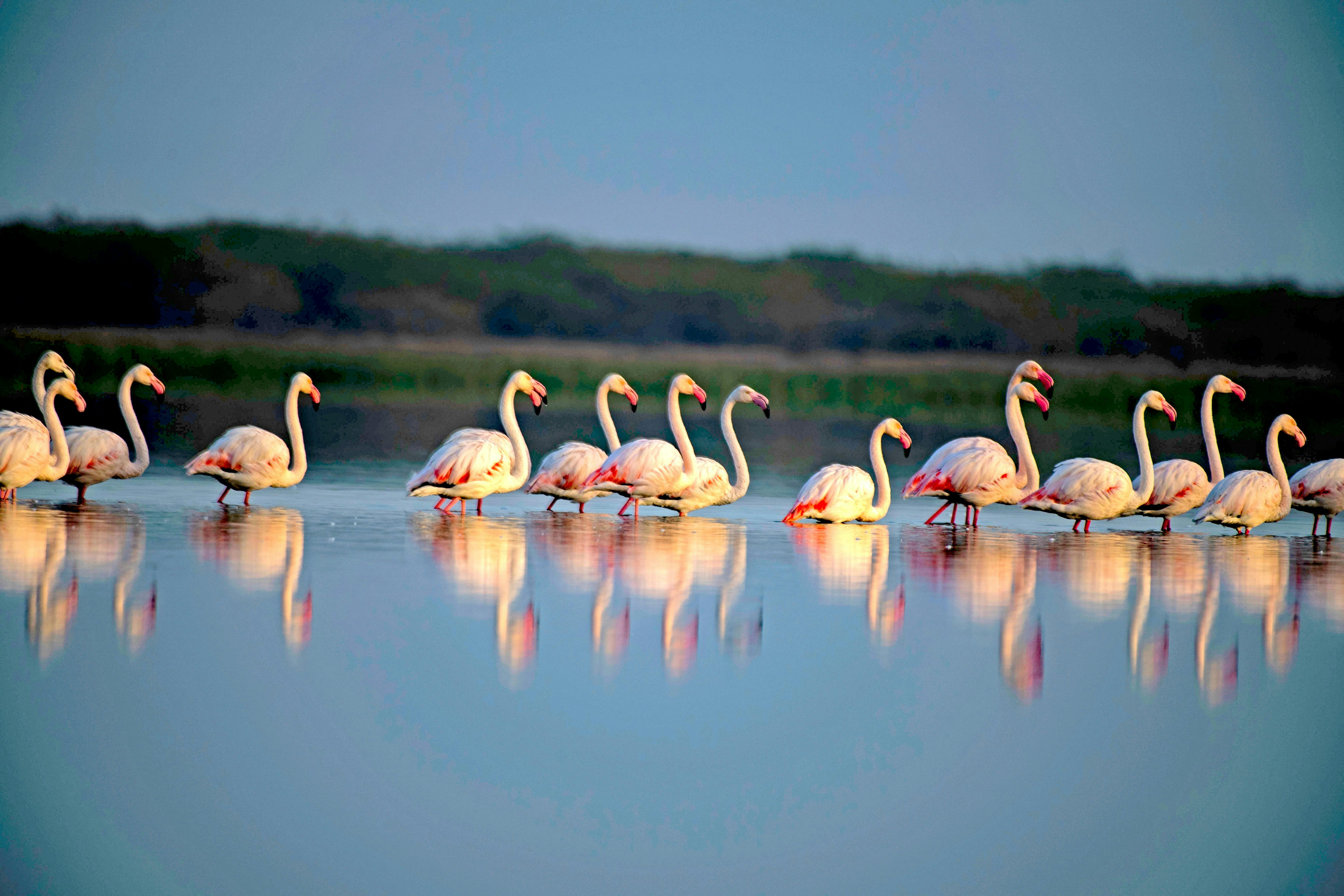 A flock of Greater Flamingos wading through the serene, reflective waters of the Little Rann of Kutc