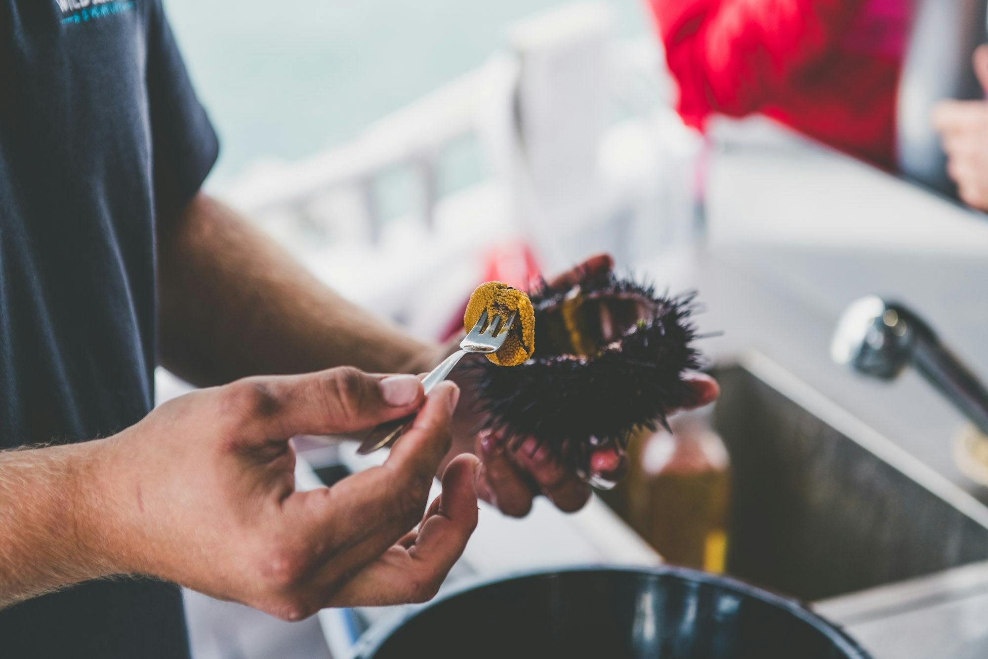 Fresh sea urchin roe being removed from shell with fork