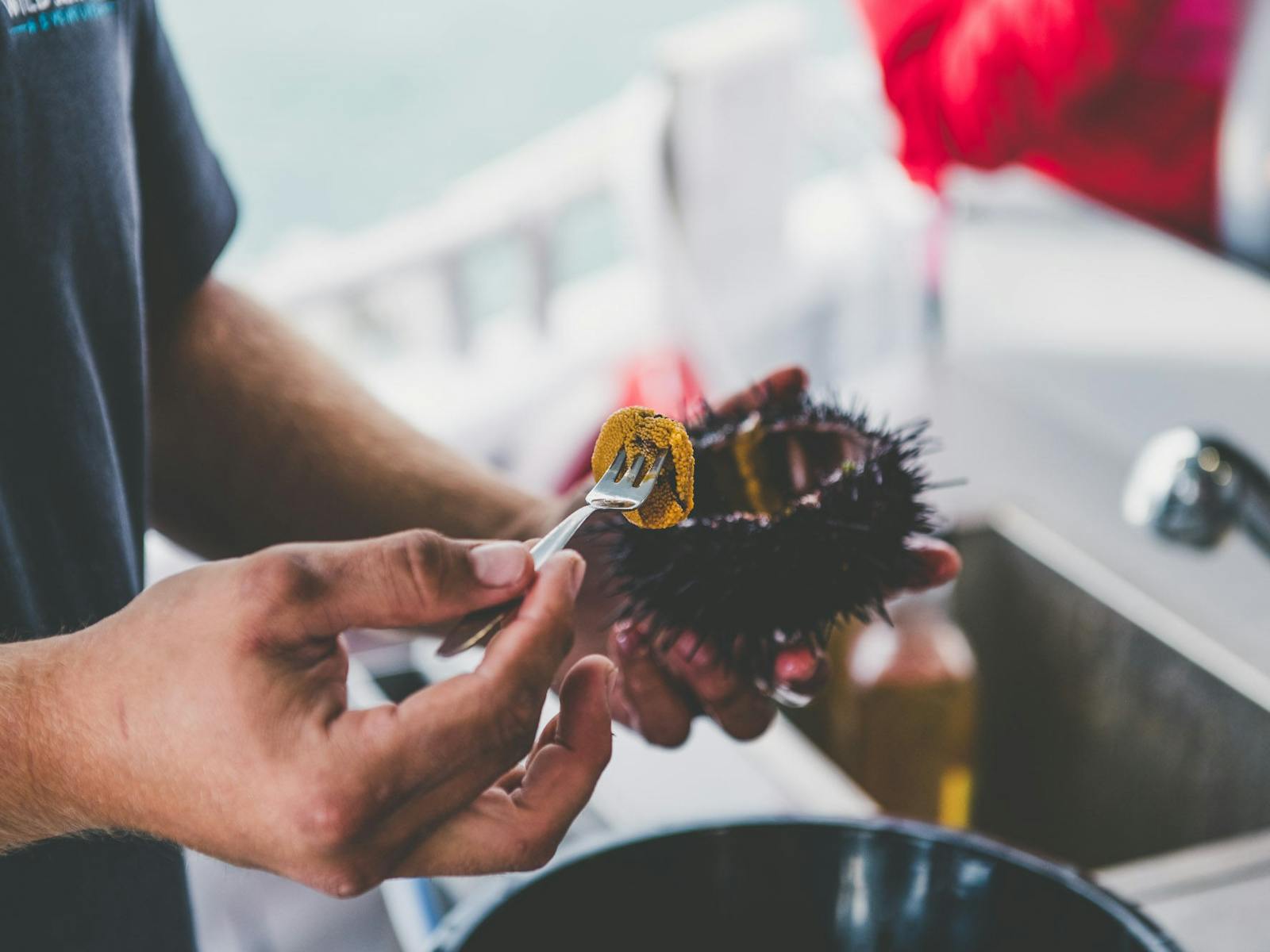 Fresh sea urchin roe being removed from shell with fork
