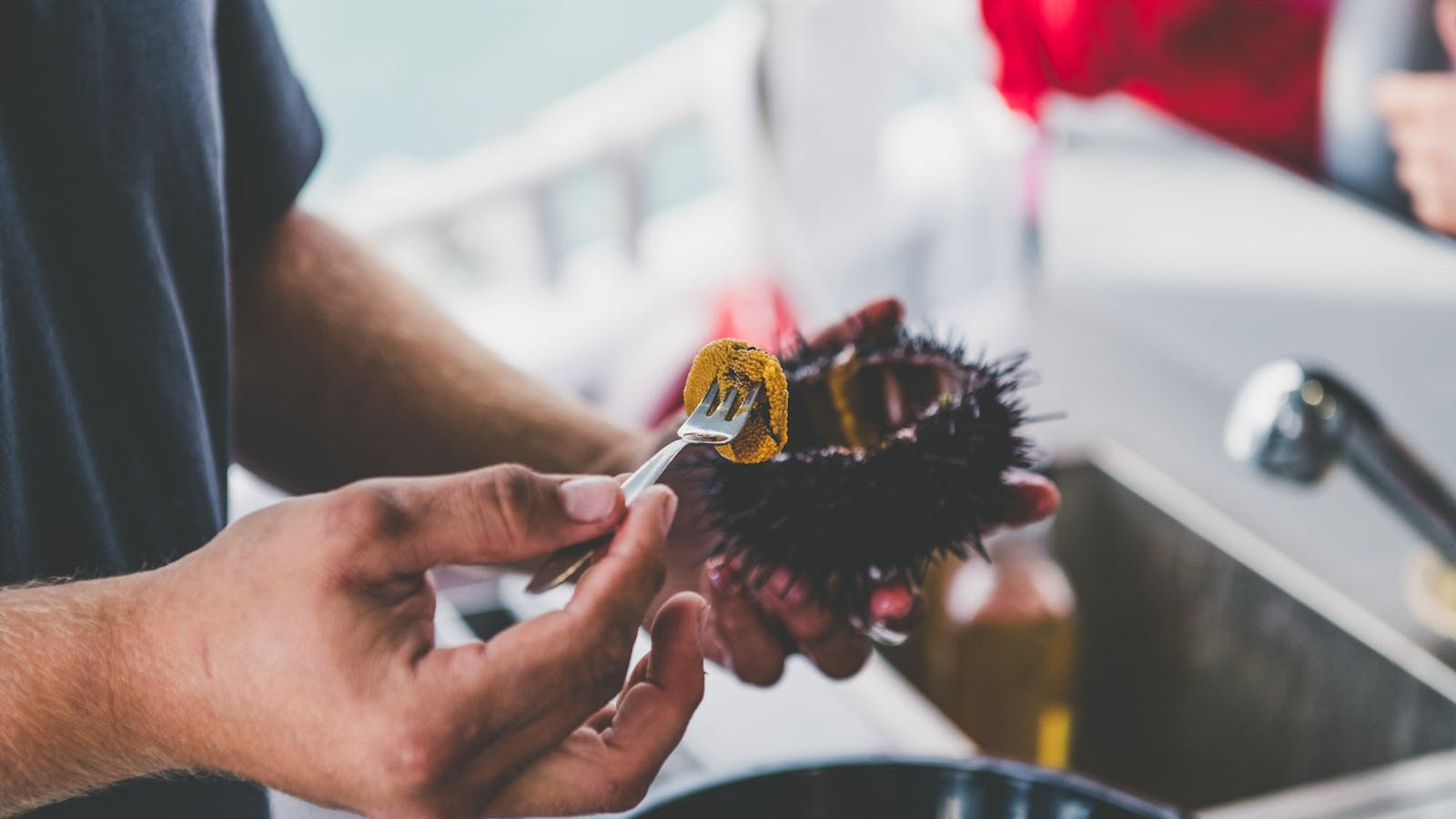 Sea urchin fresh from the sea