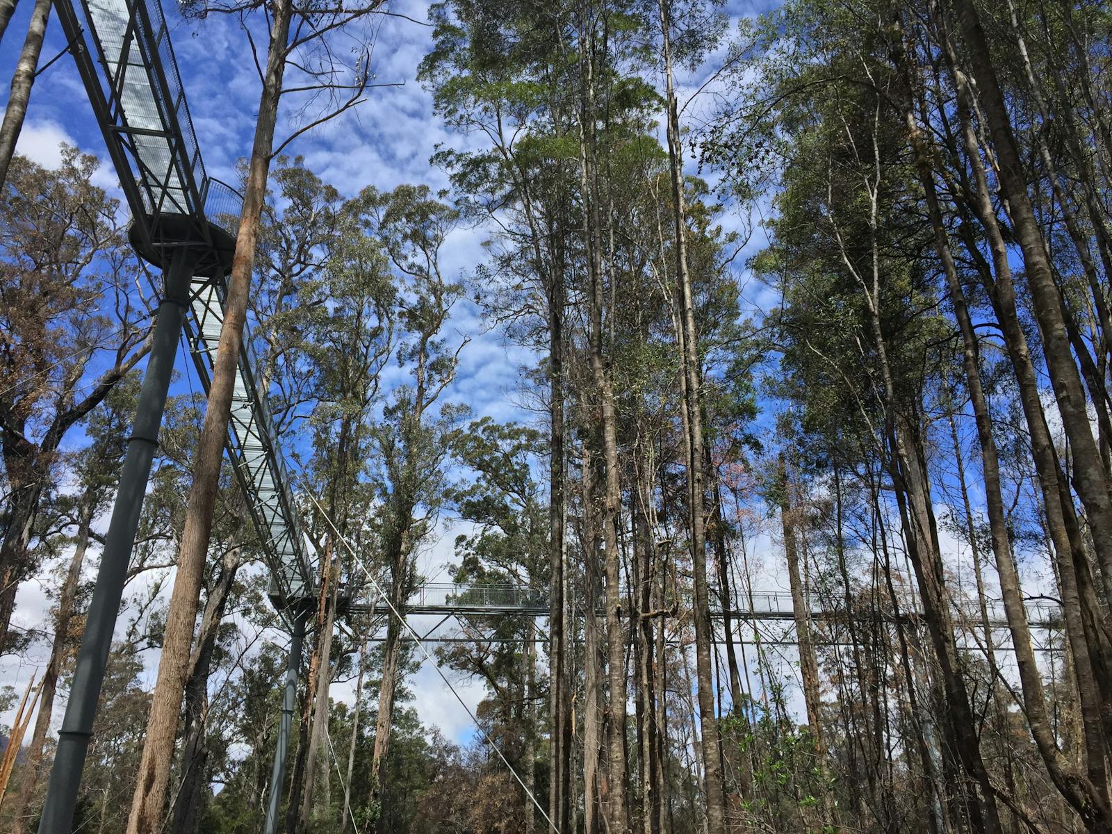 View of airwalk platform from ground surrouded by trees