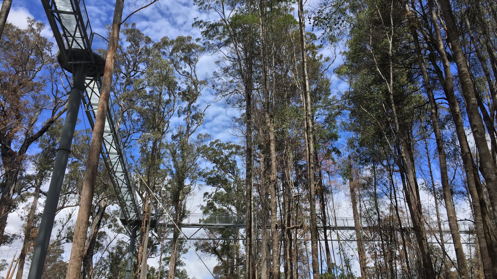 Walk amongst the giants