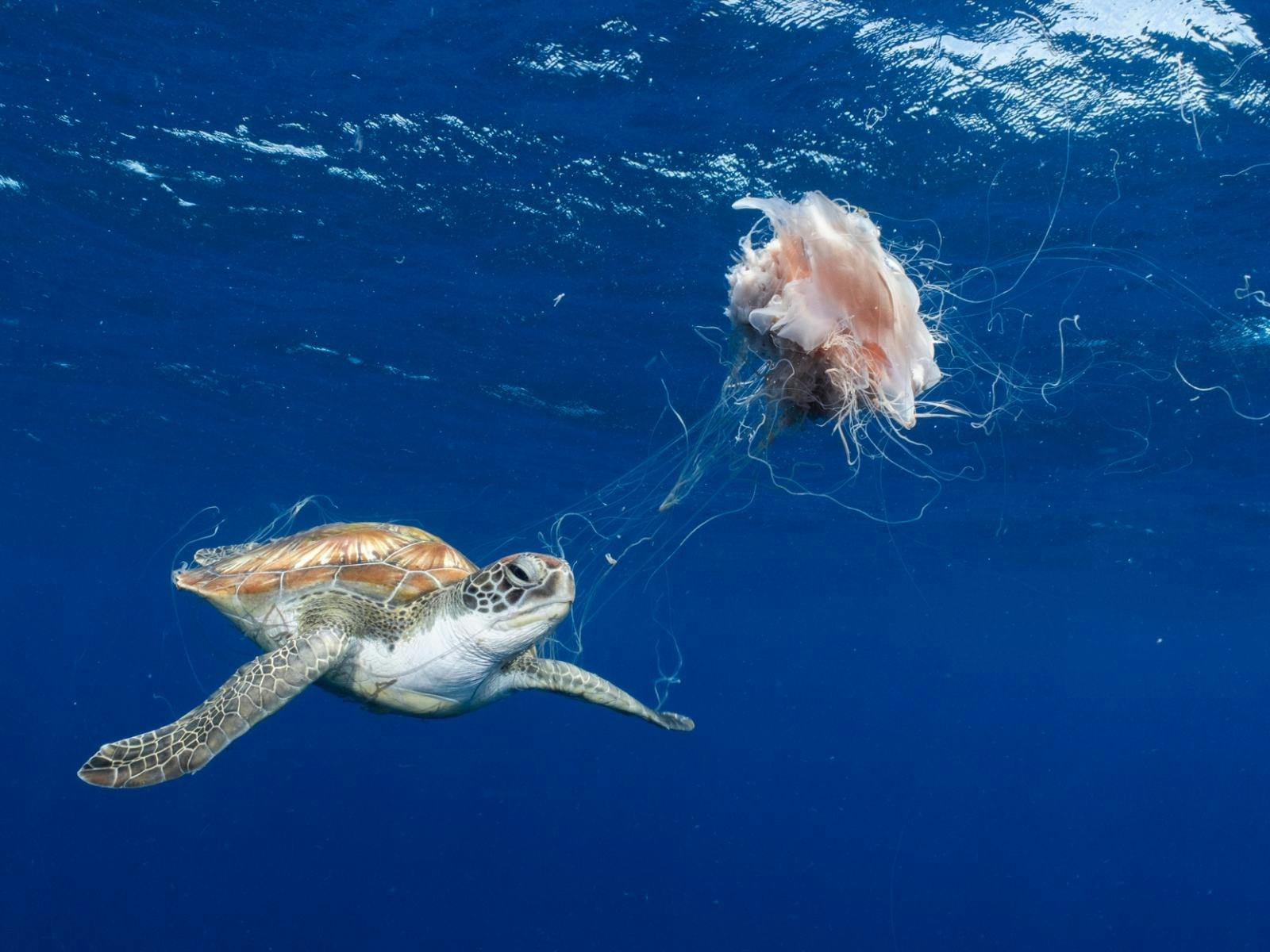 Tinnapat Netcharussaen, Wildlife Photographer of the Year