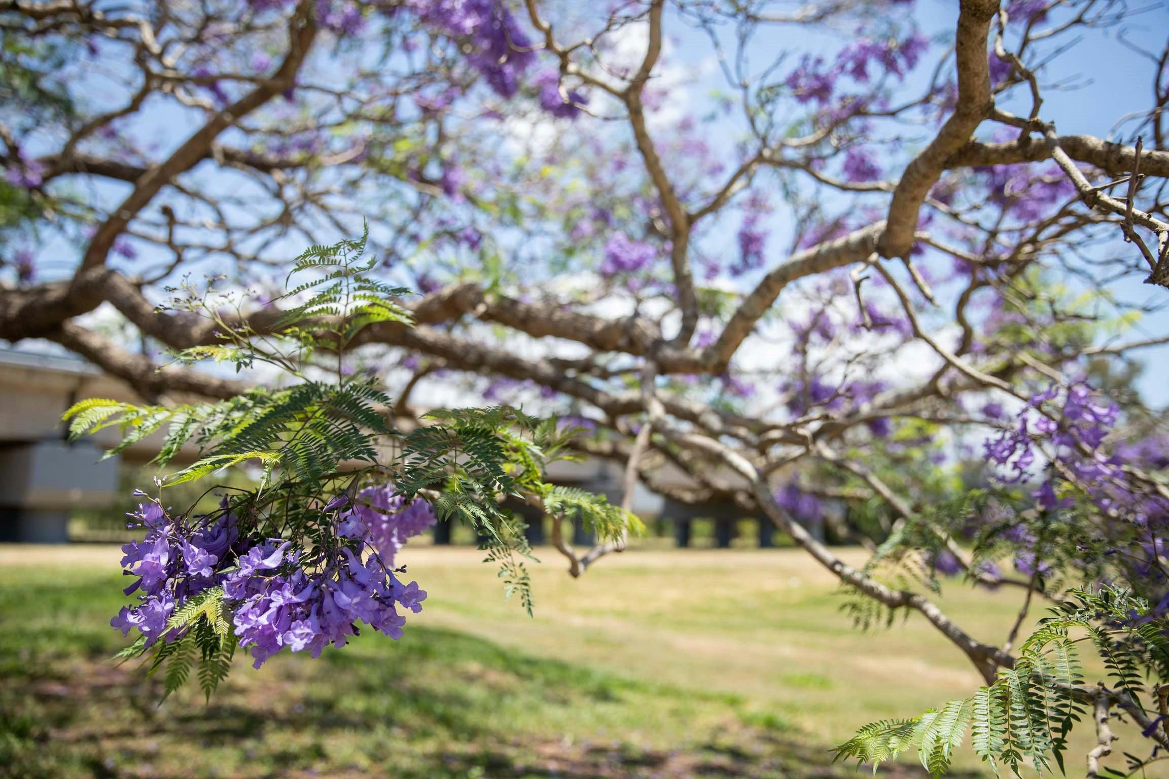 Jacarandas in Leis Park
