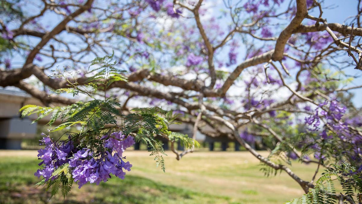 Close up photo of blooming Jacaranda Tree in Leis Park Close up photo of blooming Jacaranda Tree in Leis Park