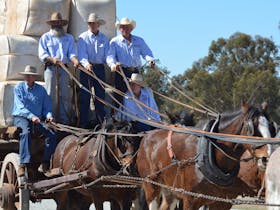 Barellan Working Clydesdales Good Old Days Festival Cover Image