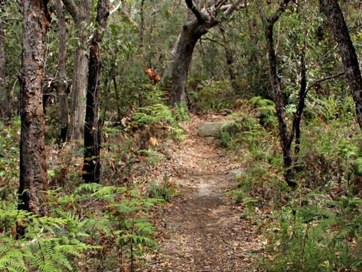 Box Head track, Bouddi National Park. Photo: John Yurasek